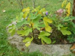 Feige 'Rouge De Bordeaux' -Günstiges Erd Seele Geschäft feige rouge de bordeaux m058279 108087 0