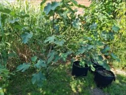 Feige 'Rouge De Bordeaux' -Günstiges Erd Seele Geschäft feige rouge de bordeaux m058279 1150186 0