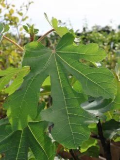 Feige 'Signora' -Günstiges Erd Seele Geschäft feige signora m124070 w 0