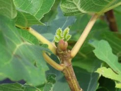 Feige 'Signora' -Günstiges Erd Seele Geschäft feige signora m124070 w 1