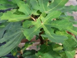 Feige 'Signora' -Günstiges Erd Seele Geschäft feige signora m124070 w 2