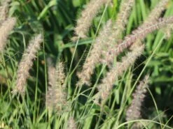 Feines Federborstengras JS ® 'Dance With Me' -Günstiges Erd Seele Geschäft feines federborstengras js dance with me m117839 w 2