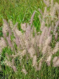 Feines Federborstengras JS ® 'Dance With Me' -Günstiges Erd Seele Geschäft feines federborstengras js dance with me m117839 w 3