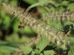 Feines Federborstengras JS ® 'Dance With Me' -Günstiges Erd Seele Geschäft feines federborstengras js dance with me m117839 w 4