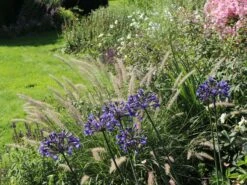 Feines Federborstengras JS ® 'Dance With Me' -Günstiges Erd Seele Geschäft feines federborstengras js dance with me m117839 w 5