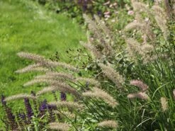 Feines Federborstengras JS ® 'Dance With Me' -Günstiges Erd Seele Geschäft feines federborstengras js dance with me m117839 w 6