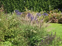 Feines Federborstengras JS ® 'Dance With Me' -Günstiges Erd Seele Geschäft feines federborstengras js dance with me m117839 w 7