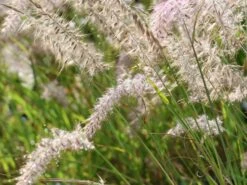 Feines Federborstengras JS ® 'Dance With Me' -Günstiges Erd Seele Geschäft feines federborstengras js dance with me m117839 w 9