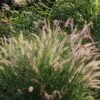 Feines Federborstengras 'Karley Rose' -Günstiges Erd Seele Geschäft feines federborstengras karley rose m075994 h 0