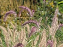 Feines Federborstengras 'Karley Rose' -Günstiges Erd Seele Geschäft feines federborstengras karley rose m075994 w 1