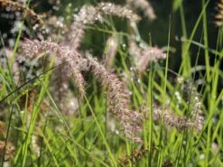 Feines Federborstengras 'Karley Rose' -Günstiges Erd Seele Geschäft feines federborstengras karley rose m075994 w 10