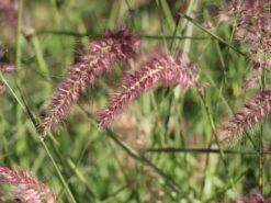 Feines Federborstengras 'Karley Rose' -Günstiges Erd Seele Geschäft feines federborstengras karley rose m075994 w 2