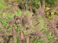 Feines Federborstengras 'Karley Rose' -Günstiges Erd Seele Geschäft feines federborstengras karley rose m075994 w 3