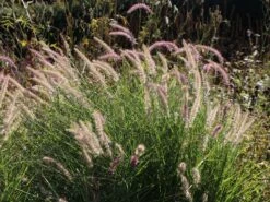 Feines Federborstengras 'Karley Rose' -Günstiges Erd Seele Geschäft feines federborstengras karley rose m075994 w 4