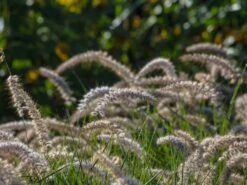 Feines Federborstengras 'Karley Rose' -Günstiges Erd Seele Geschäft feines federborstengras karley rose m075994 w 5