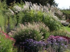 Feines Federborstengras 'Karley Rose' -Günstiges Erd Seele Geschäft feines federborstengras karley rose m075994 w 8