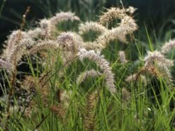 Feines Federborstengras 'Karley Rose' -Günstiges Erd Seele Geschäft feines federborstengras karley rose m075994 w 9