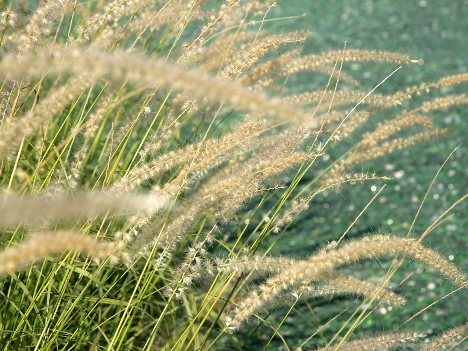 Feines Federborstengras 4 Feines Federborstengras – Bild 2