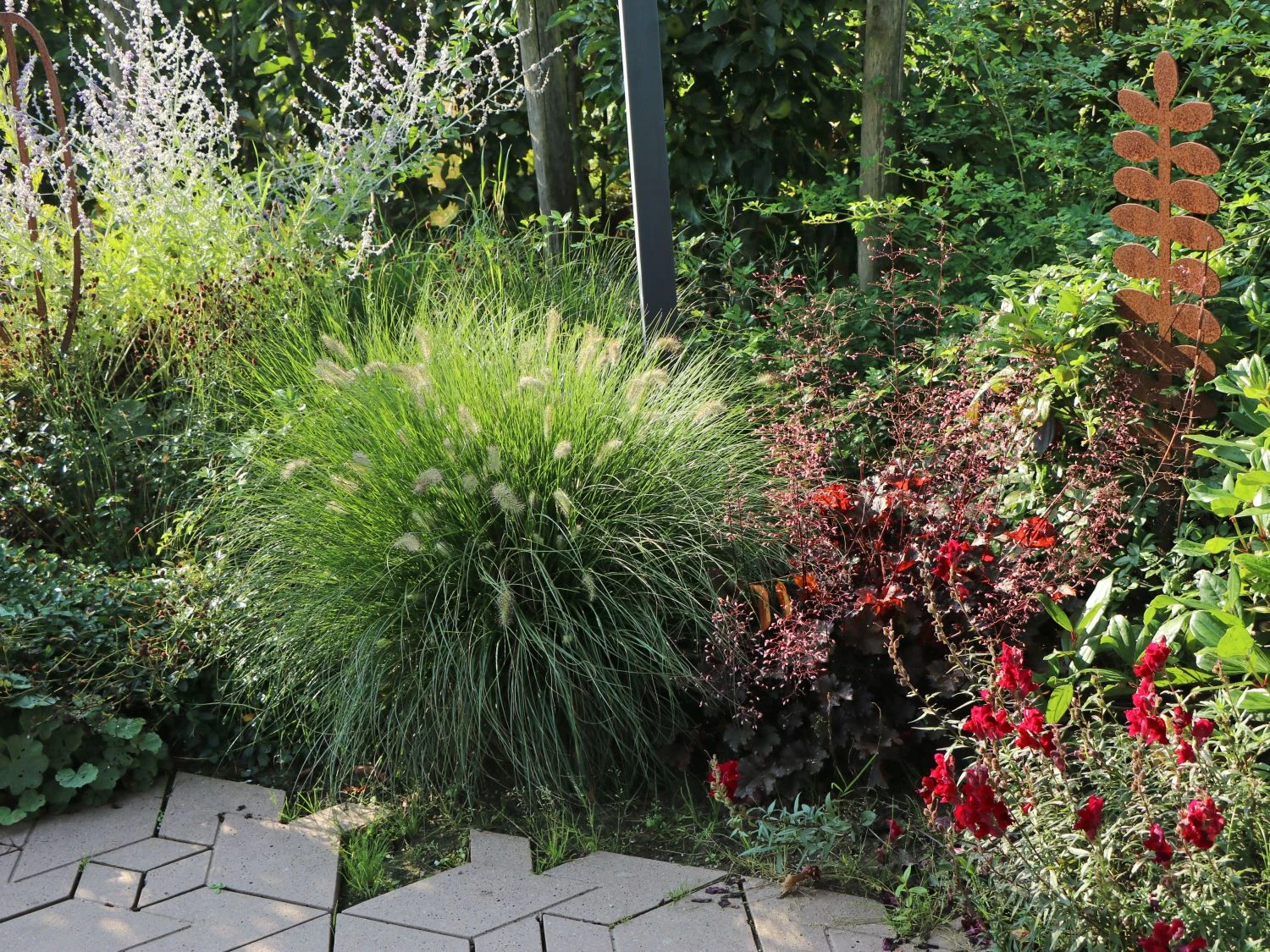 Feines Federborstengras 5 Feines Federborstengras – Bild 3