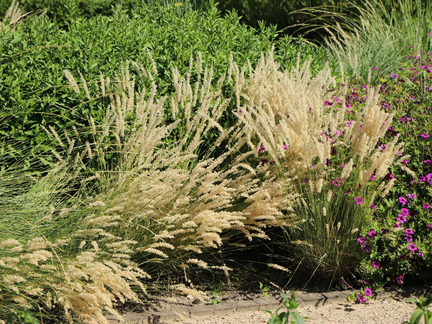 Feines Federborstengras 8 Feines Federborstengras – Bild 6