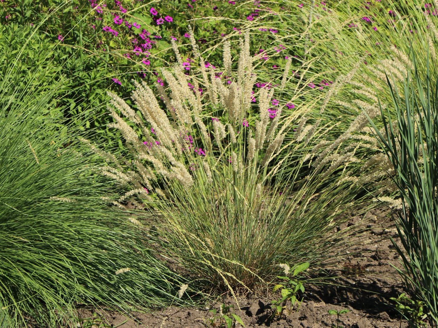 Feines Federborstengras 6 Feines Federborstengras – Bild 4