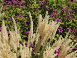 Feines Federborstengras 13 Feines Federborstengras -Günstiges Erd Seele Geschäft feines federborstengras m084460 w 4