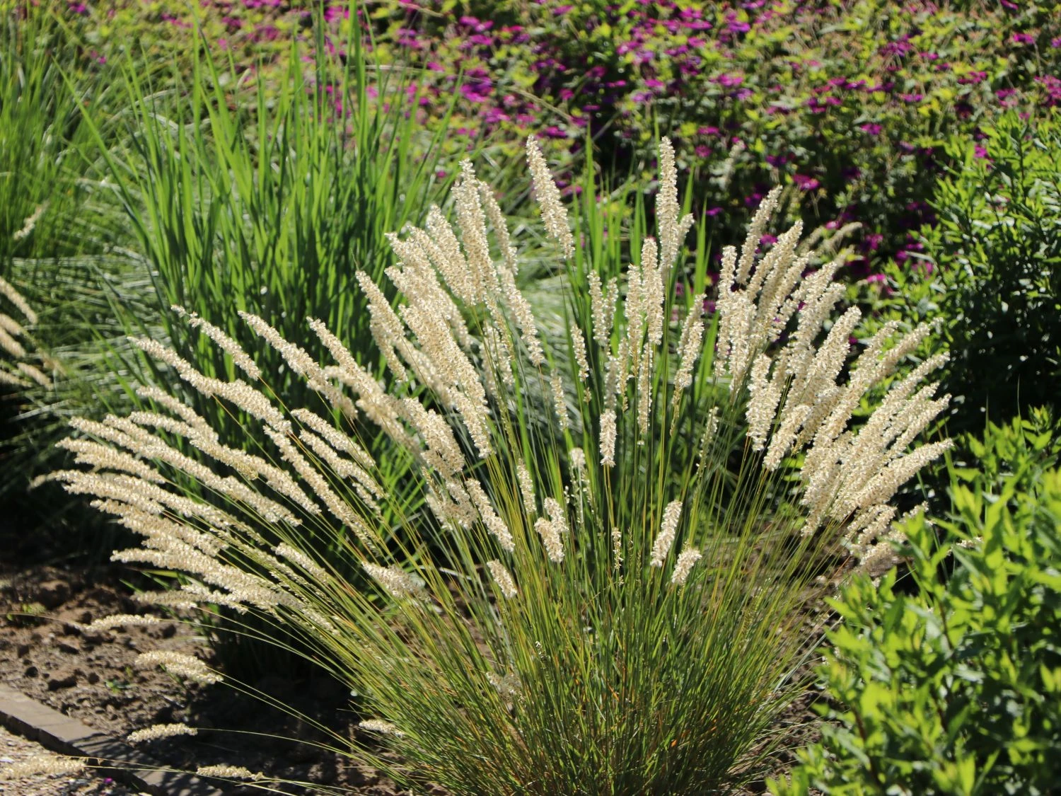 Feines Federborstengras 9 Feines Federborstengras – Bild 7