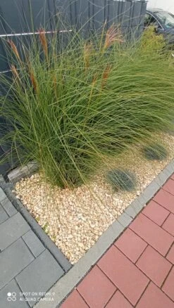 Feinhalm Chinaschilf 'Gracillimus' 26 Feinhalm Chinaschilf 'Gracillimus' -Günstiges Erd Seele Geschäft feinhalm chinaschilf gracillimus m010772 1210296 0