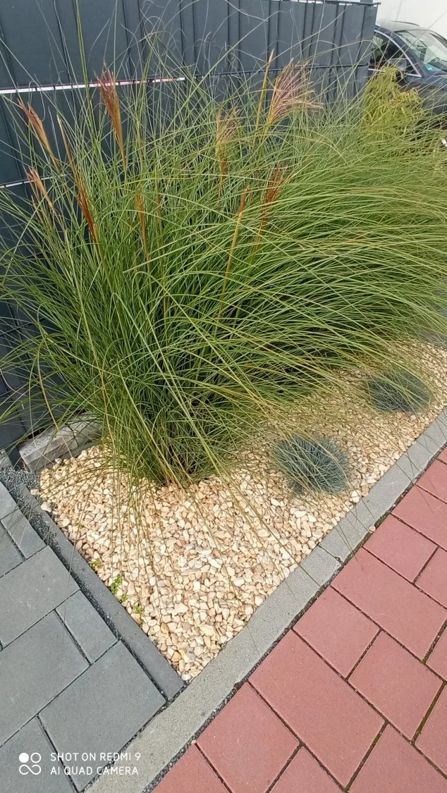 Feinhalm Chinaschilf 'Gracillimus' 14 Feinhalm Chinaschilf 'Gracillimus' – Bild 12