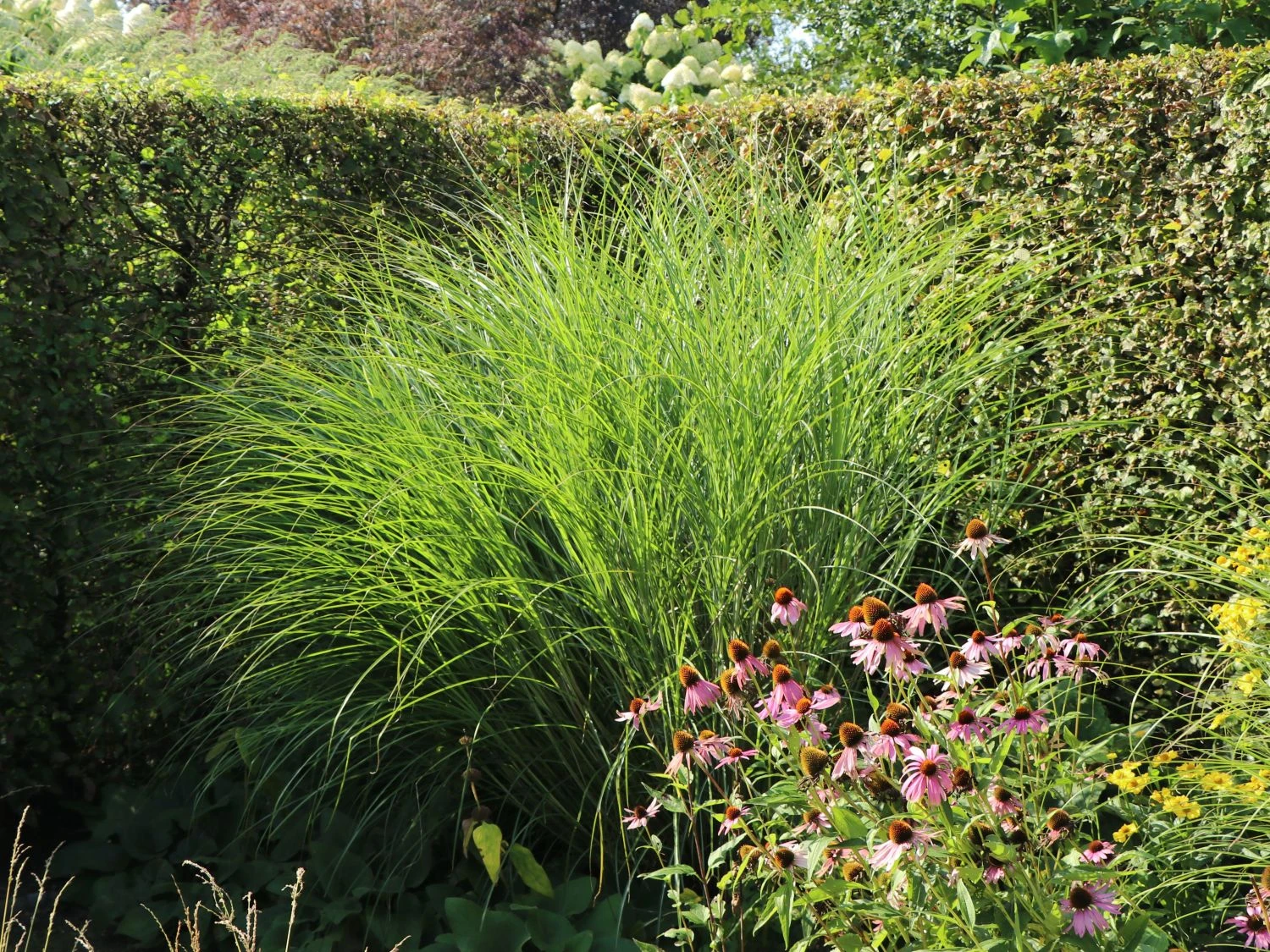 Feinhalm Chinaschilf 'Gracillimus' 7 Feinhalm Chinaschilf 'Gracillimus' – Bild 5