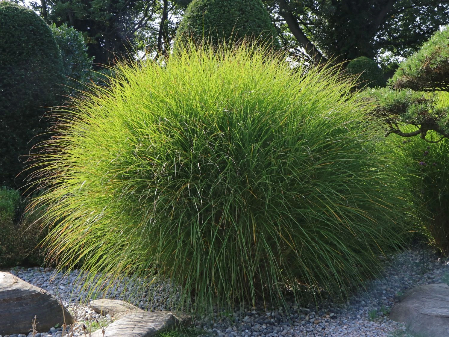 Feinhalm Chinaschilf 'Gracillimus' 9 Feinhalm Chinaschilf 'Gracillimus' – Bild 7