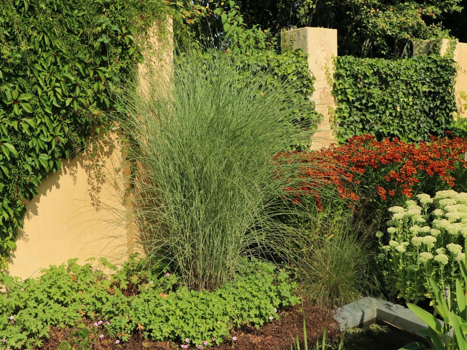 Feinhalm Chinaschilf 'Gracillimus' 6 Feinhalm Chinaschilf 'Gracillimus' – Bild 4