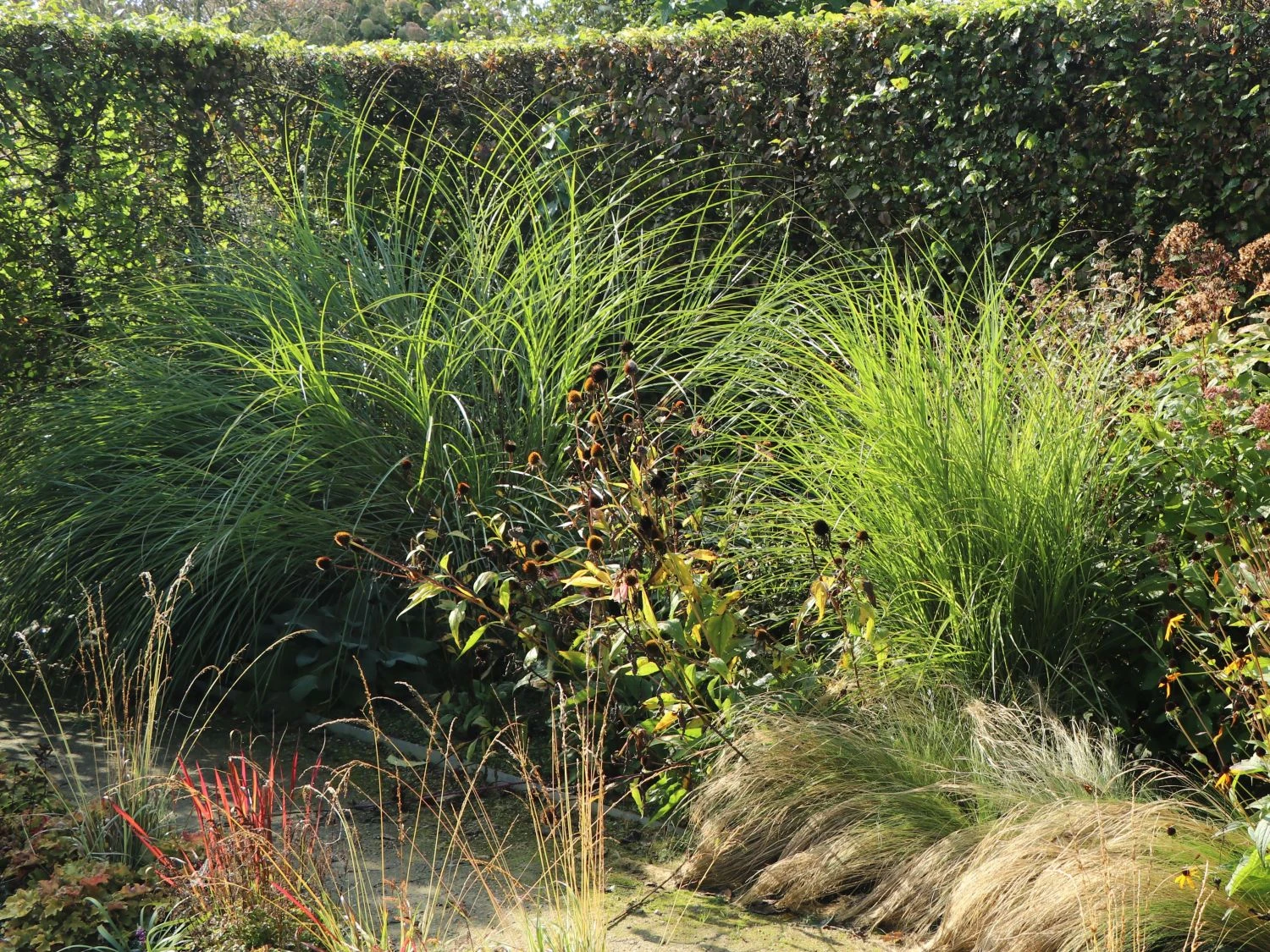 Feinhalm Chinaschilf 'Gracillimus' 10 Feinhalm Chinaschilf 'Gracillimus' – Bild 8