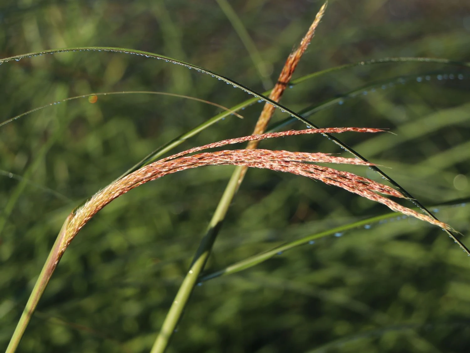 Feinhalm Chinaschilf 'Gracillimus' 11 Feinhalm Chinaschilf 'Gracillimus' – Bild 9