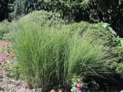 Feinhalm Chinaschilf 'Gracillimus' 24 Feinhalm Chinaschilf 'Gracillimus' -Günstiges Erd Seele Geschäft feinhalm chinaschilf gracillimus m010772 w 5