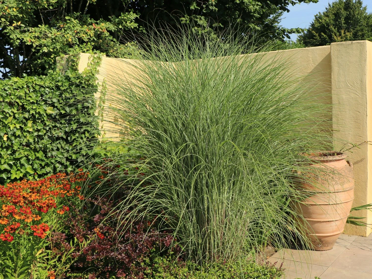 Feinhalm Chinaschilf 'Gracillimus' 4 Feinhalm Chinaschilf 'Gracillimus' – Bild 2