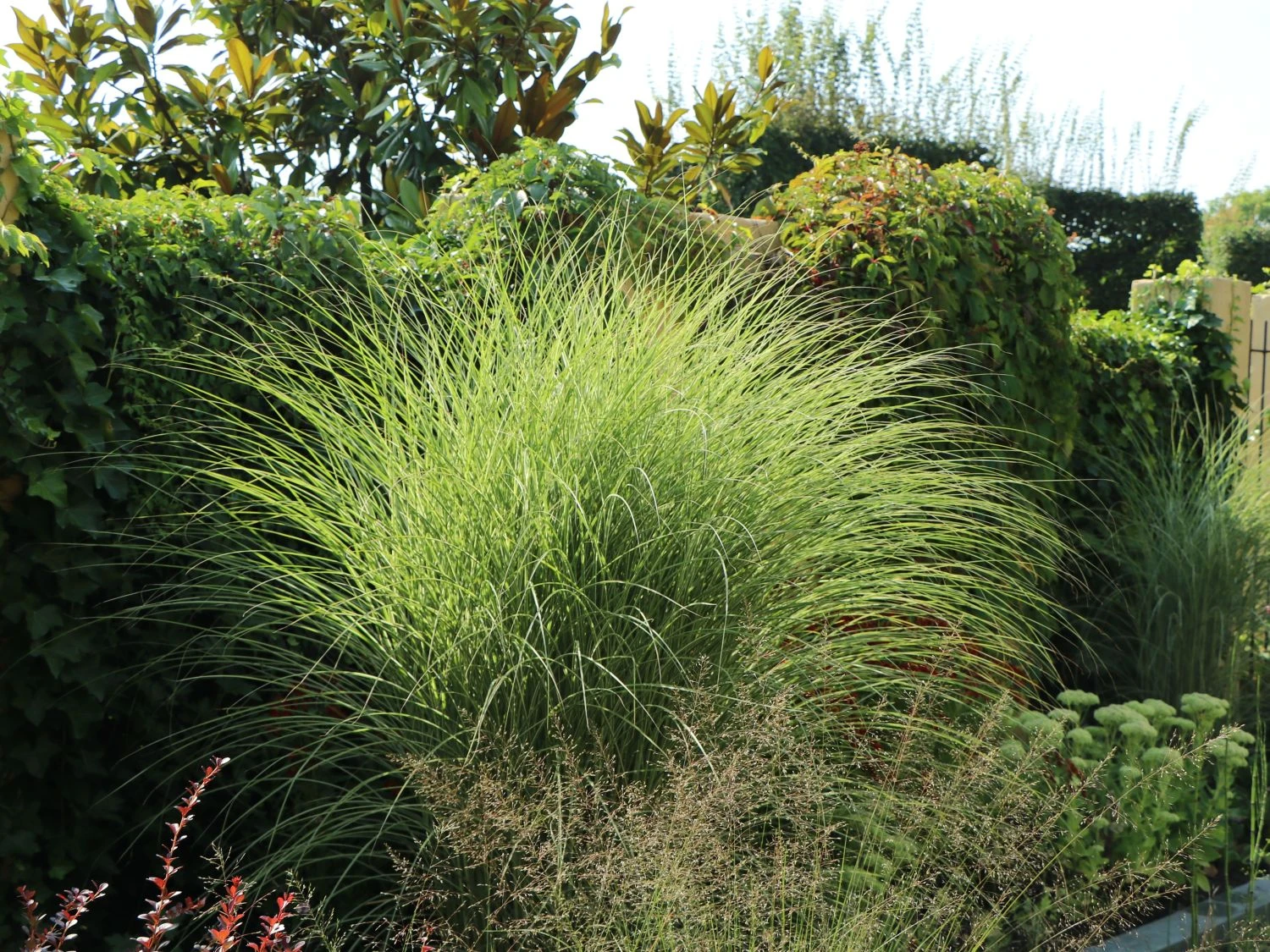 Feinhalm Chinaschilf 'Gracillimus' 13 Feinhalm Chinaschilf 'Gracillimus' – Bild 11