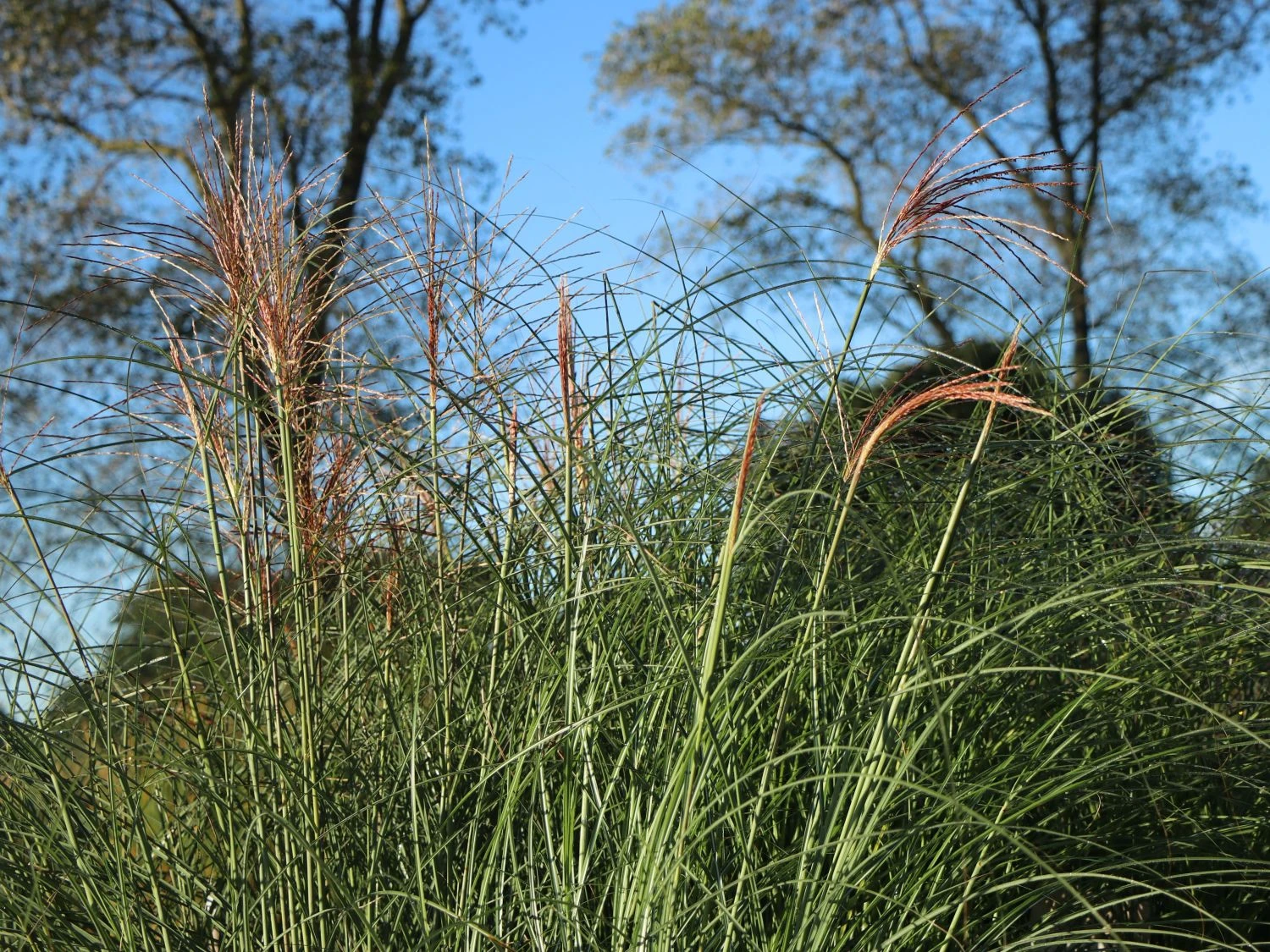 Feinhalm Chinaschilf 'Gracillimus' 8 Feinhalm Chinaschilf 'Gracillimus' – Bild 6