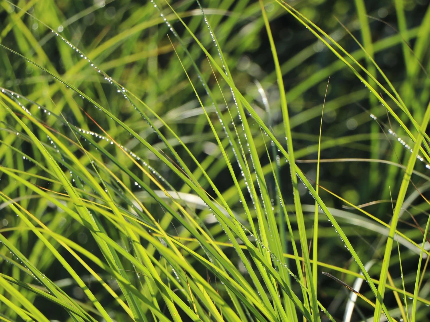 Feinhalm Chinaschilf 'Gracillimus' 5 Feinhalm Chinaschilf 'Gracillimus' – Bild 3