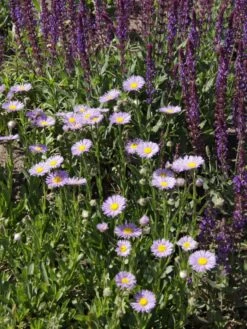 Feinstrahl 'Mrs E.H.Beale' -Günstiges Erd Seele Geschäft feinstrahl mrs ehbeale m082930 w 1