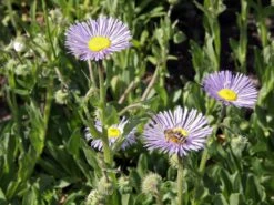 Feinstrahl 'Mrs E.H.Beale' -Günstiges Erd Seele Geschäft feinstrahl mrs ehbeale m082930 w 2