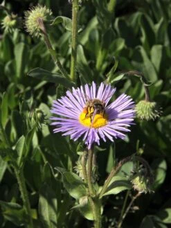 Feinstrahl 'Mrs E.H.Beale' -Günstiges Erd Seele Geschäft feinstrahl mrs ehbeale m082930 w 3