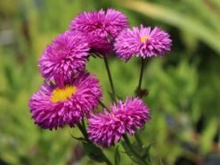 Feinstrahl 'Rotes Meer'