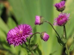 Feinstrahl 'Rotes Meer' -Günstiges Erd Seele Geschäft feinstrahl rotes meer m058487 w 1