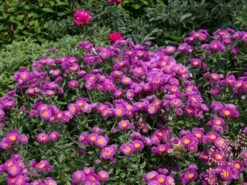 Feinstrahl 'Rotes Meer' -Günstiges Erd Seele Geschäft feinstrahl rotes meer m058487 w 2