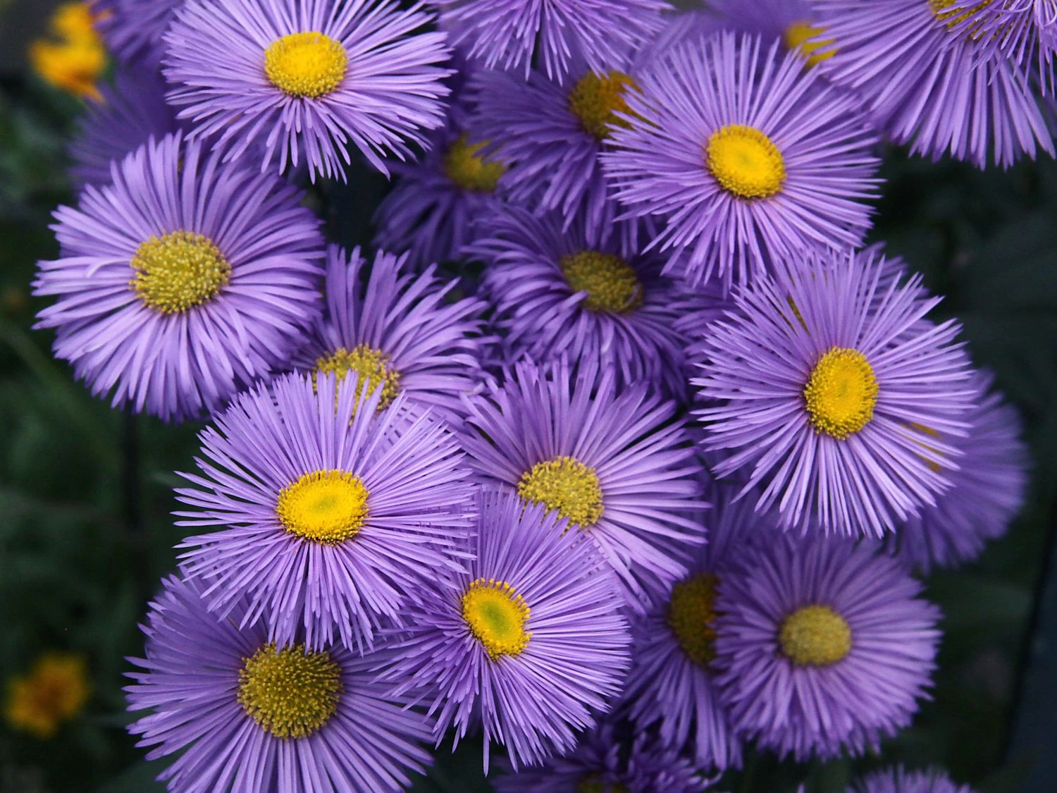 Feinstrahl 'Strahlenmeer' 3 Feinstrahl 'Strahlenmeer'