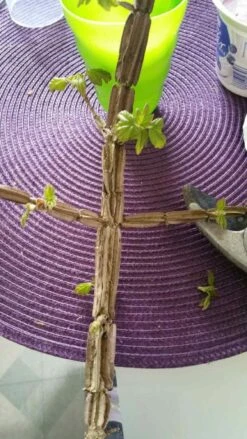 Feldahorn / Maßholder -Günstiges Erd Seele Geschäft feldahorn massholder acer campestre m000002 784627 0