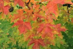 Feldahorn / Maßholder -Günstiges Erd Seele Geschäft feldahorn massholder m000002 587357 0