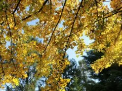 Feldahorn / Maßholder -Günstiges Erd Seele Geschäft feldahorn massholder m000002 w 0