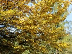 Feldahorn / Maßholder -Günstiges Erd Seele Geschäft feldahorn massholder m000002 w 2